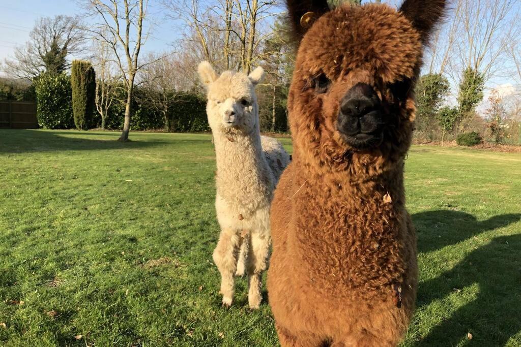 Alpaca Lodge Sittingbourne Eksteriør bilde