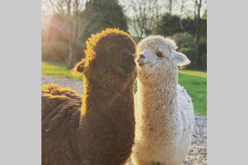 Alpaca Lodge Sittingbourne Eksteriør bilde